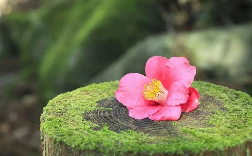 隨和是素質(zhì)，低調(diào)是修養(yǎng)，良心是底線