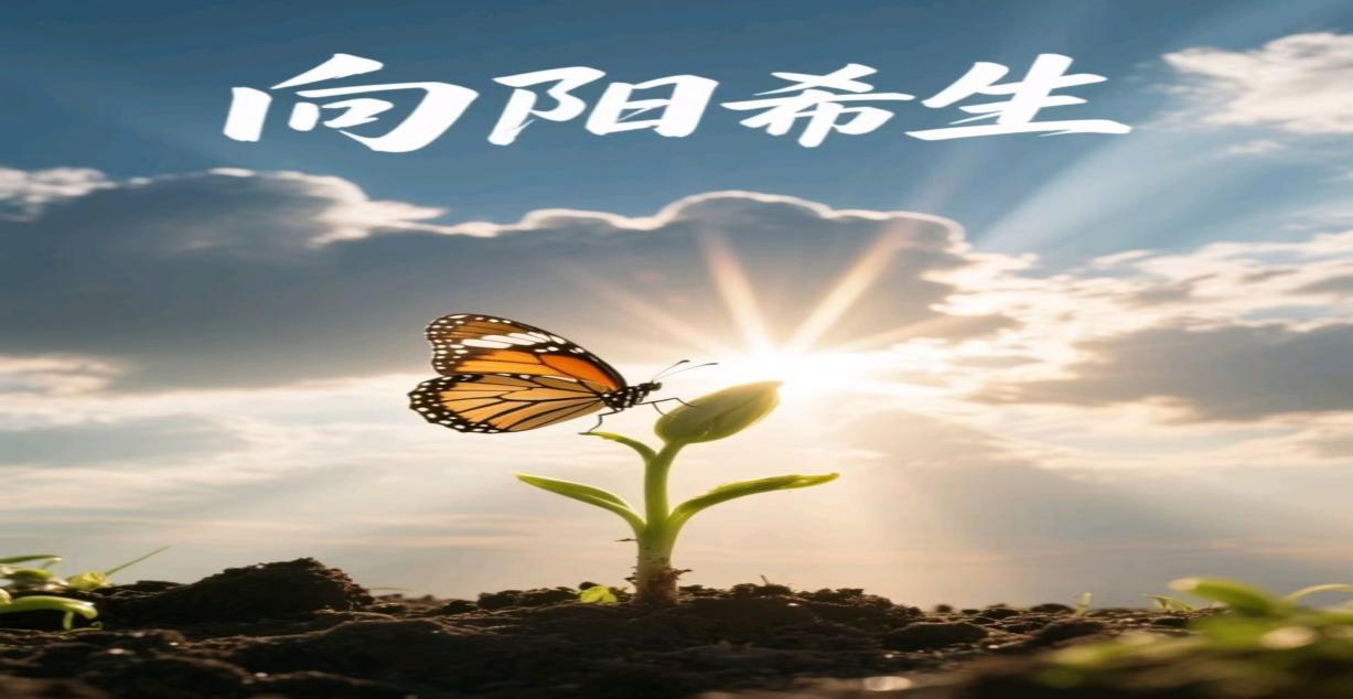 向陽而生
